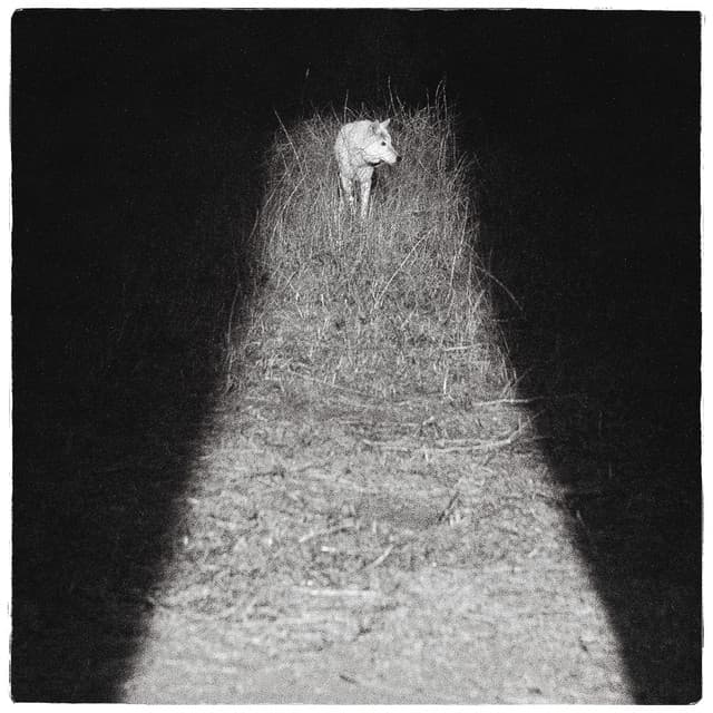 Nocturnal